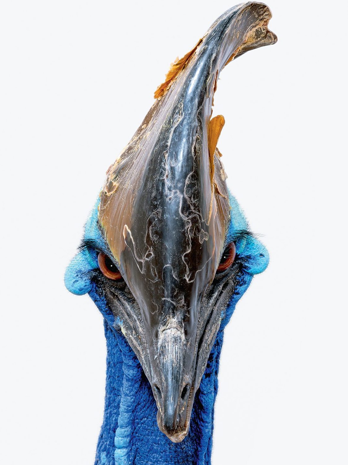 Southern cassowary (Robert Clark/Published by Phaidon)