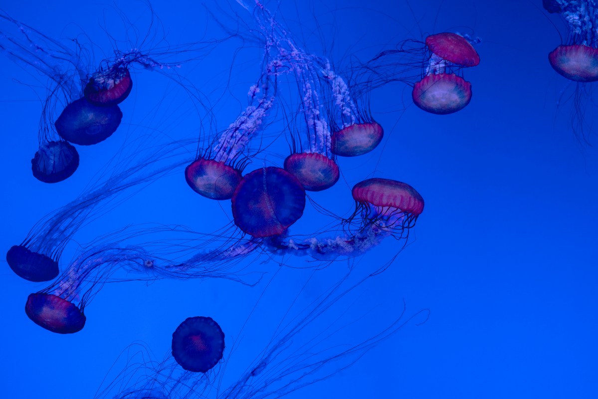 Jellyfish (Robert Clark/Published by Phaidon)