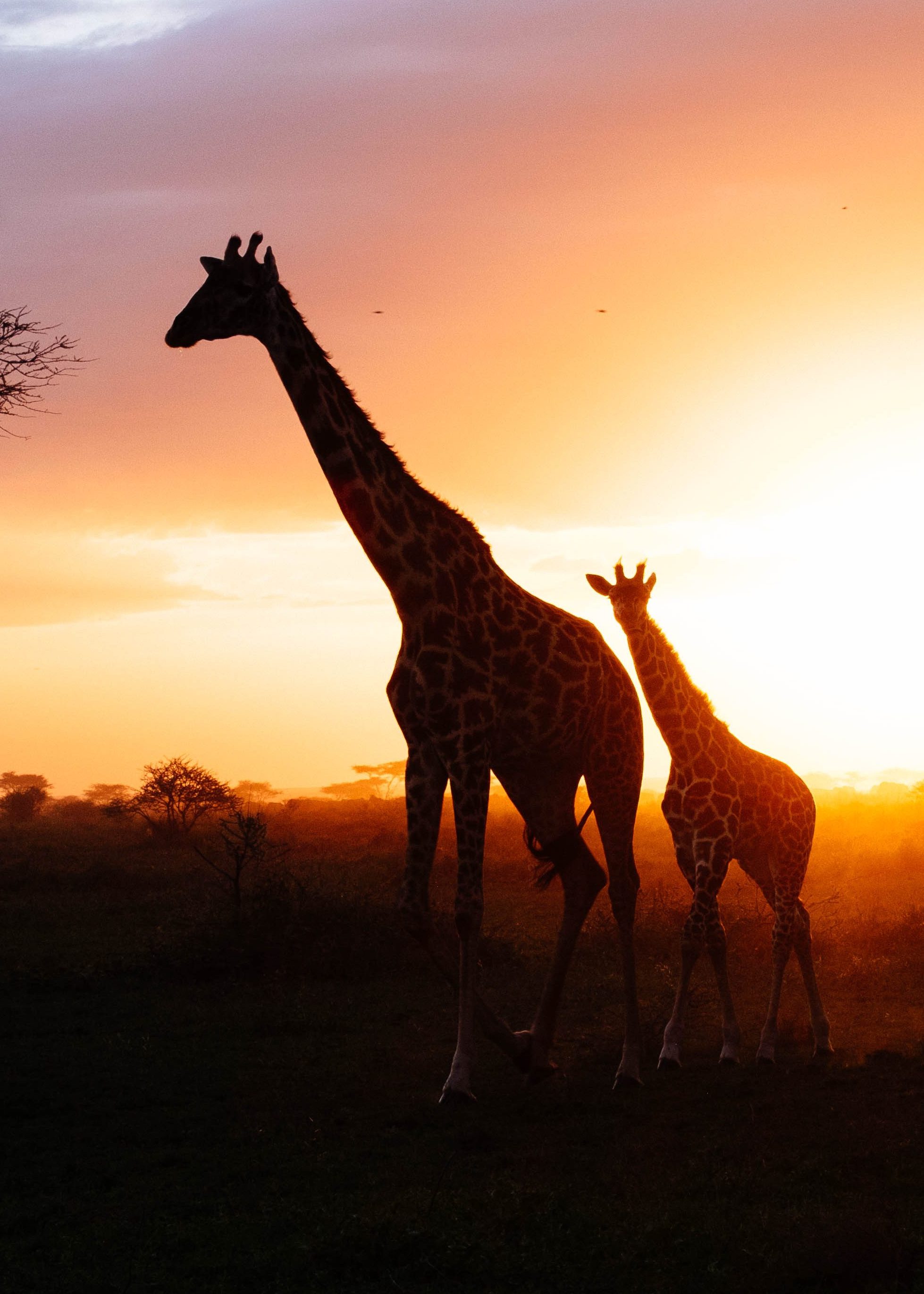 (Dolapo Falola/Flickr)