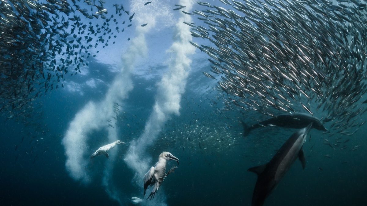 (Greg Lecoeur / 2016 National Geographic Nature Photographer of the Year)