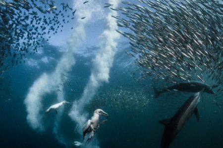 (Greg Lecoeur / 2016 National Geographic Nature Photographer of the Year)