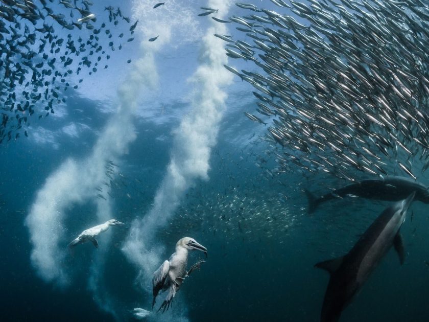 (Greg Lecoeur / 2016 National Geographic Nature Photographer of the Year)