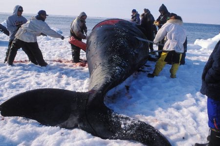 BARROW, AK:  EDITOR'S NOTE: THIS PICTURE MAY NOT BE USED TO PROMOTE ANTI-WHALING CAMPAIGNS. Members of the ABC whaling crew take part in the butchering of a bowhead whale in the spring of 2003 in the outskirts of Barrow, Alaska. In the United States northernmost city of Barrow, the Inupiat people keep their traditions alive by hunting on small seal skin-made boats equipped with old style harpoons. The hunt of the bowhead whale is the basis of this people's culture, happening every year on spring and autumn. Still like their ancestors did, the Inupiat never sell the meat of their prey, instead they share it between those who helped hunting, towing and cutting the animal. Sited in Alaska's North Slope Borough, by the frozen shores of the Artic Ocean, Barrow is as small city housing a culturally immense and brotherly people. (Photo by Luciana Whitaker/LatinContent/Getty Images)