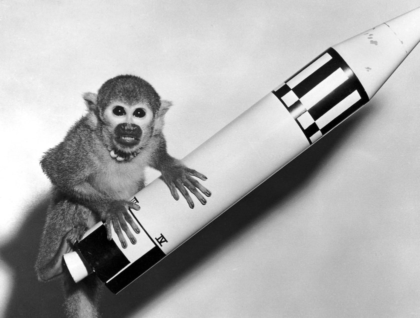 Space monkey "Baker," pictured here with a model Jupiter Vehicle, rode a Jupiter IRBM into space in 1959. NASA/Marshall Space Flight Center)