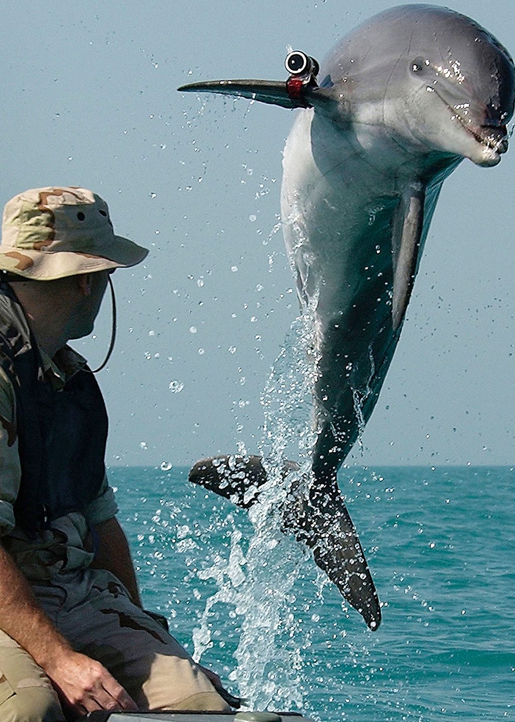 Bat Bombs and Other Weaponized Animals