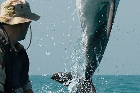 Bat Bombs and Other Weaponized Animals