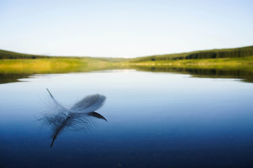 Floating Feather, Glengavel Reservoir, Lanarkshire, Scotland (Henry Memmott)
