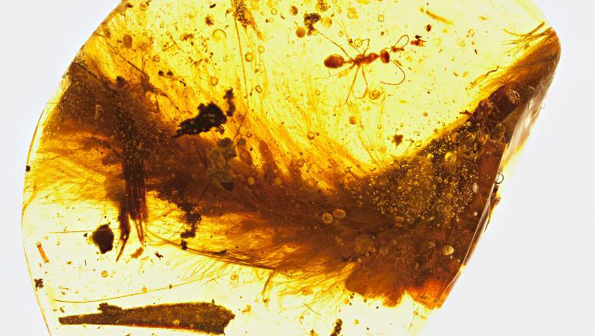 A segment from the feathered tail of a dinosaur that lived 99 million years ago is preserved in amber. A Cretaceous-era ant and plant debris were also trapped in the resin.
(R.C. McKellar/Royal Saskatchewan Museum/National Geographic) 