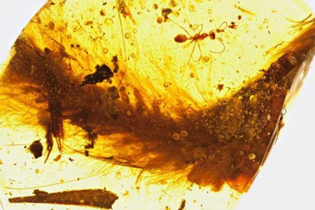 A segment from the feathered tail of a dinosaur that lived 99 million years ago is preserved in amber. A Cretaceous-era ant and plant debris were also trapped in the resin.
(R.C. McKellar/Royal Saskatchewan Museum/National Geographic) 