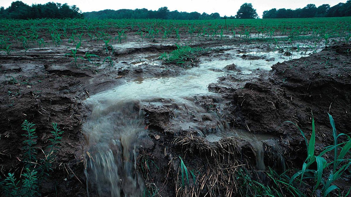 Rainfall runoff following fertilizer applications on farm fields can cause nutrient loss, potentially polluting waterways. (Penn State/Flikr)