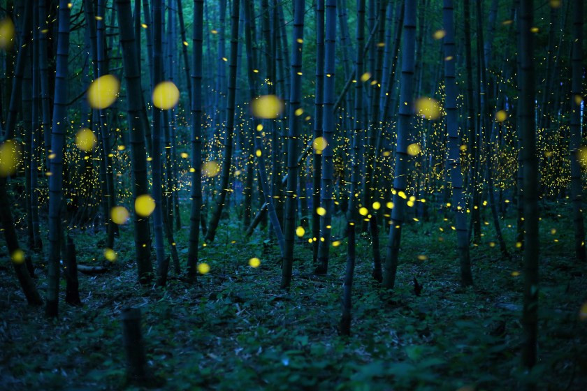 Luciola parvula, a species of firelfy, light up a bamboo forest in Japan. (Kei Nomiyana/2016 Sony World Photography Awards)