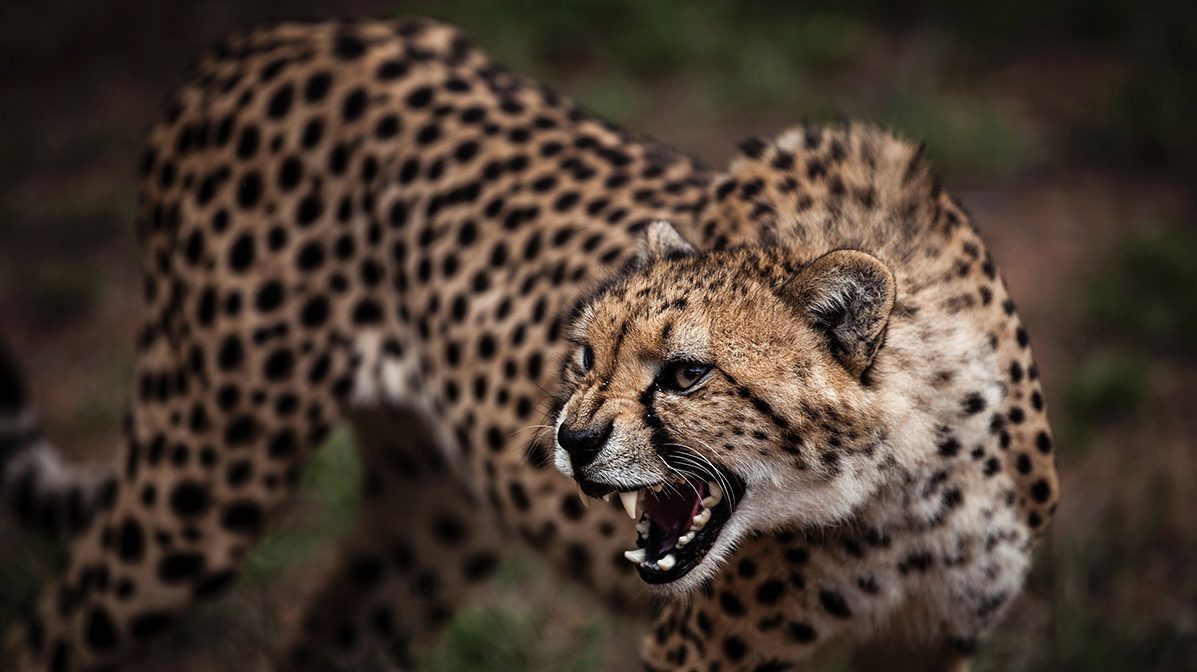 Cheetah Headed for Extinction