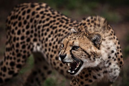 Cheetah Headed for Extinction