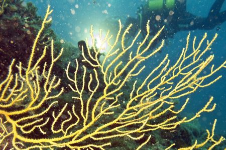 Scientists Identify Sound at the Bottom of the Mariana Trench