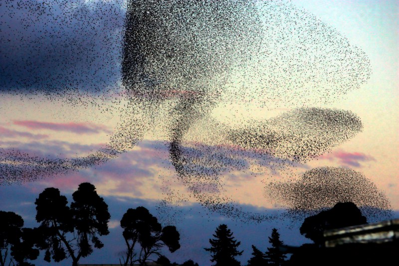 Algiers, flock of starlings flying over a park at sunset
