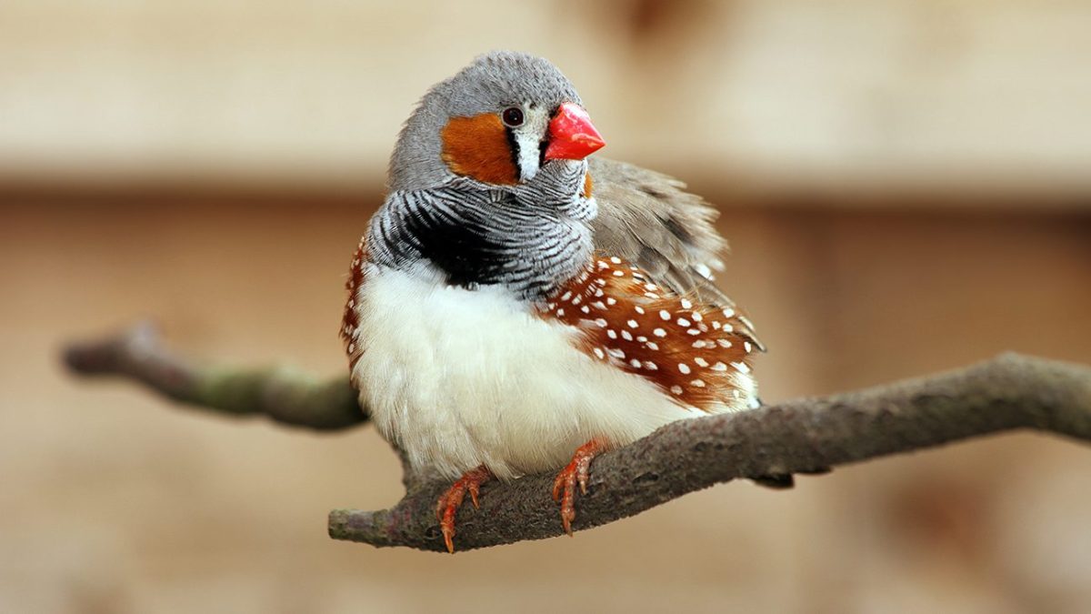 Zebra Finch perched on tree. (Getty Images)