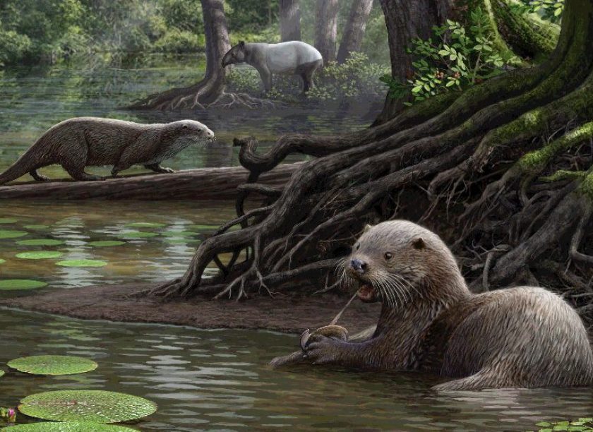 Giant Prehistoric Otter Discovered in China