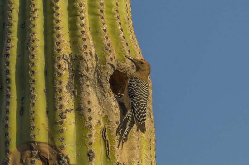 The Gila woodpecker (Melanerpes uropygialis) is a medium-sized woodpecker of the desert regions of the southwestern United States and western Mexico. In the U.S., they range through southeastern California, southern Nevada, Arizona, and New Mexico. The back and wings of this bird are spotted and barred with a black and white zebra-like pattern. The neck, throat, belly and head are greyish-tan in color. The male has a small red cap on the top of the head. Females and juveniles are similar, but both lack the red cap of the adult male. White wing patches are prominent in flight. The dark tail has white bars on the central tail feathers. They range from 8-10 in (20-25 cm) in length.