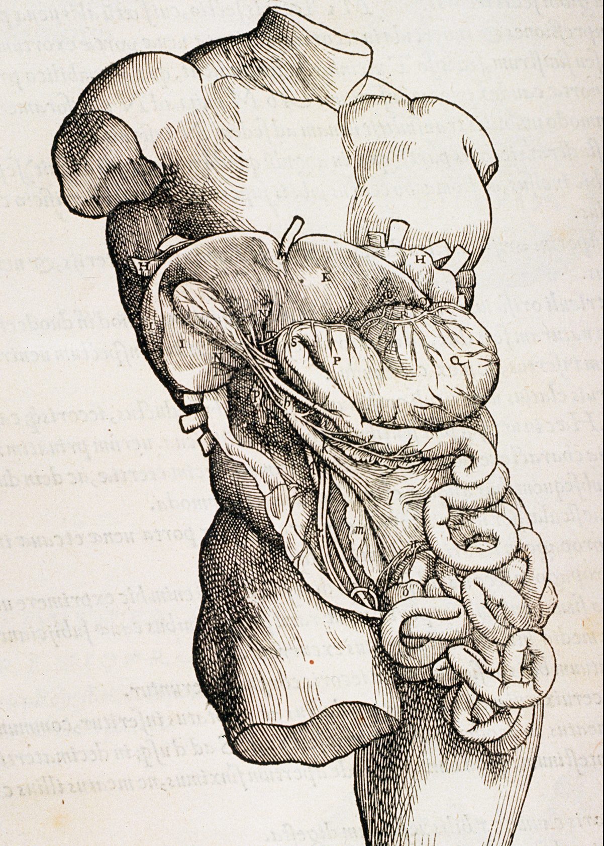 The New Human Organ the Mesentery
