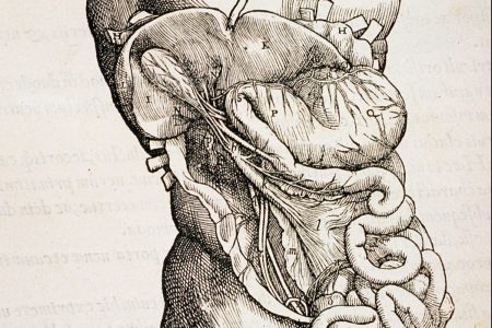 The New Human Organ the Mesentery