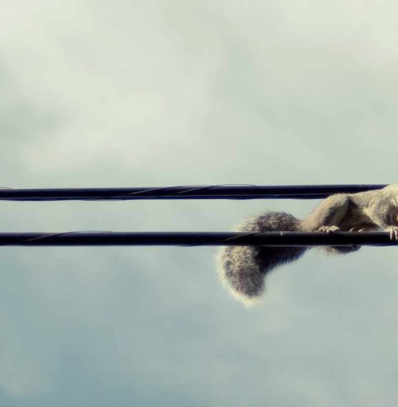 squirrel, wires, telephone wires, electric wires, nut, bushy, tail, animal, sky, clouds, balance, high wires,