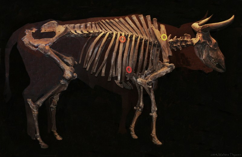 A preserved auroch skeleton (Malene Thyssen)