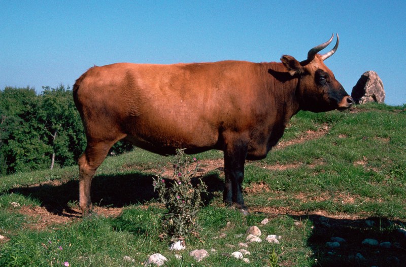 Auroch, a primitive breed of cattle re-introduced today by selective breeding (CM Dixon/Print Collector/Getty Images)
