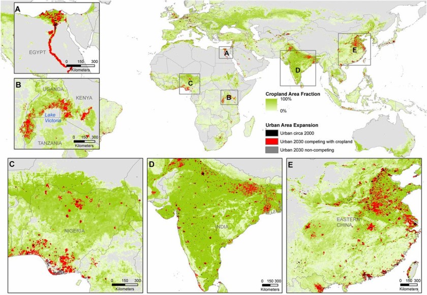 Competition between croplands and urban expansion in select MURs. The maps show where projected urbanization until 2030 is expected to result in cropland loss (PNAS)
