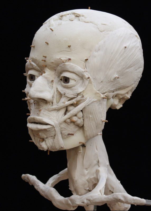 The face is re-built in clay muscle-by-muscle. (Trustees of the British Museum/RN-DS partnership)