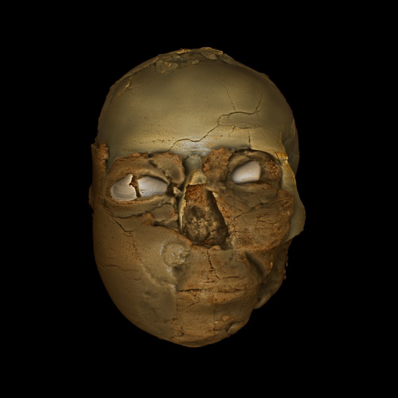 The 3D printed model of the cranium with teeth and a new lower jaw added. Bent bone inside the nose cavity shows this was broken and healed (Trustees of the British Museum/RN-DS partnership)