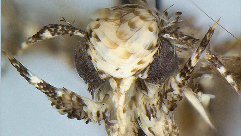 Moth species Neopalpa donaldtrumpi named after Donald Trump (Vazrick Nazari/ZooKeys Handout) 