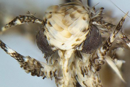 Moth species Neopalpa donaldtrumpi named after Donald Trump (Vazrick Nazari/ZooKeys Handout) 