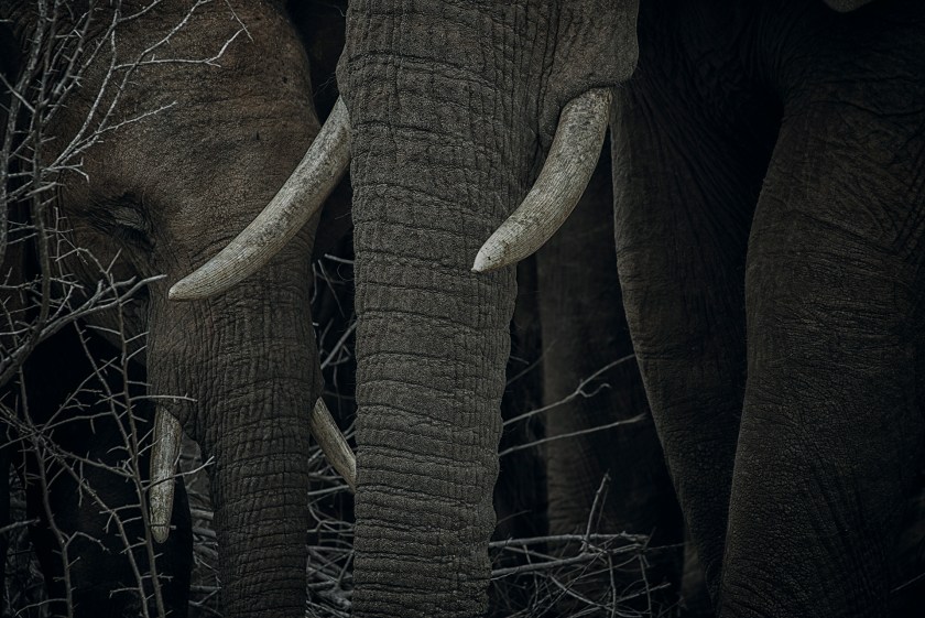 "In Africa, poachers slaughter an elephant every 15 minutes to supply the demand for ivory – that’s 96 beautiful creatures a day. In 2016, as of the middle of September, there had been 36 elephants killed by poachers in the Kruger National Park alone – the highest number since 1982. With this in mind, I wanted to create a photograph to reflect the situation the elephants are in. I chose to capture the sad look of one of the elephants; a dark image that lets you focus on the tusks." (Alice van Kempen)