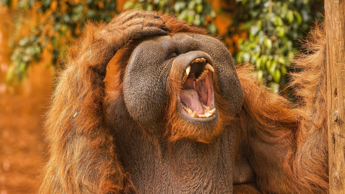 Orangutan alarm cries may be the basis of the first human words. (Oliver Clarke/Flickr)