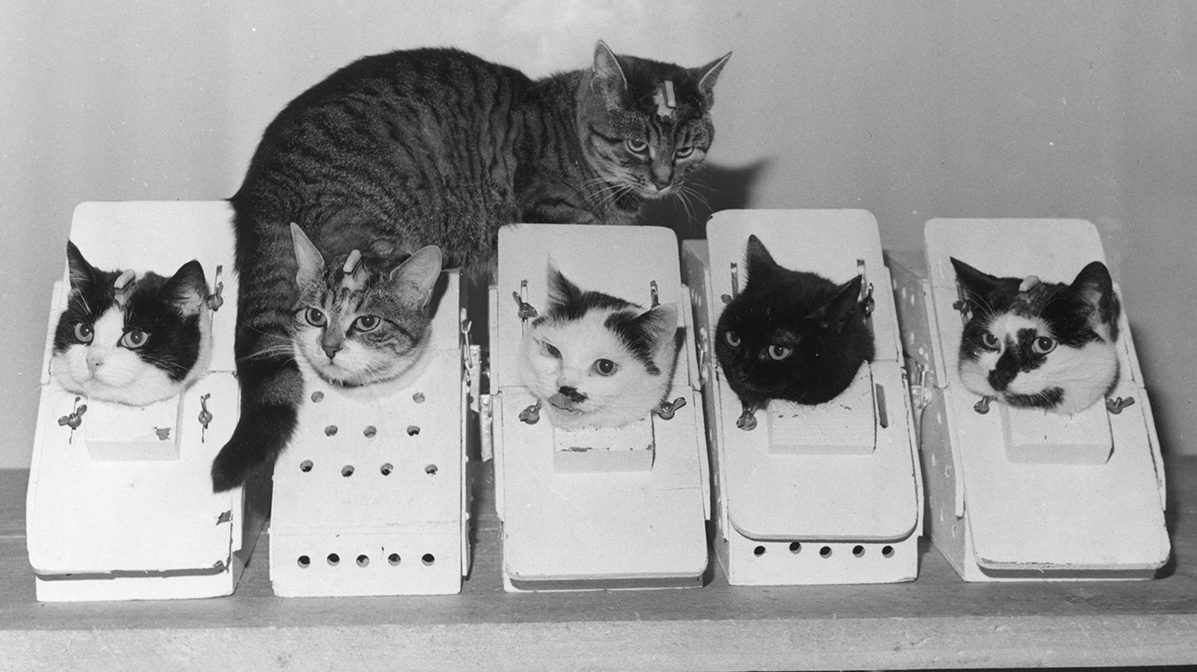 The Story of the First and Last Cat in Space
