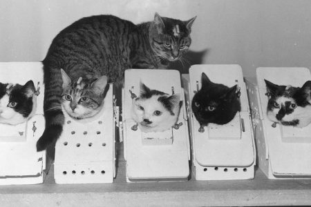 The Story of the First and Last Cat in Space