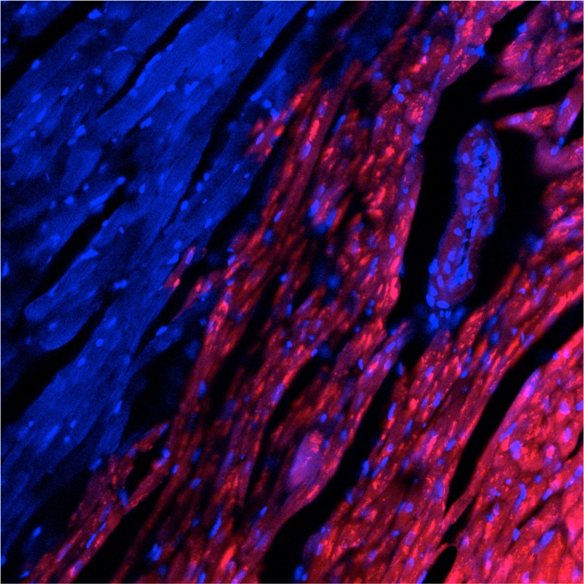 Rat pluripotent stem cells (red) contribute to heart cells in a mouse.(Courtesy Salk Institute)