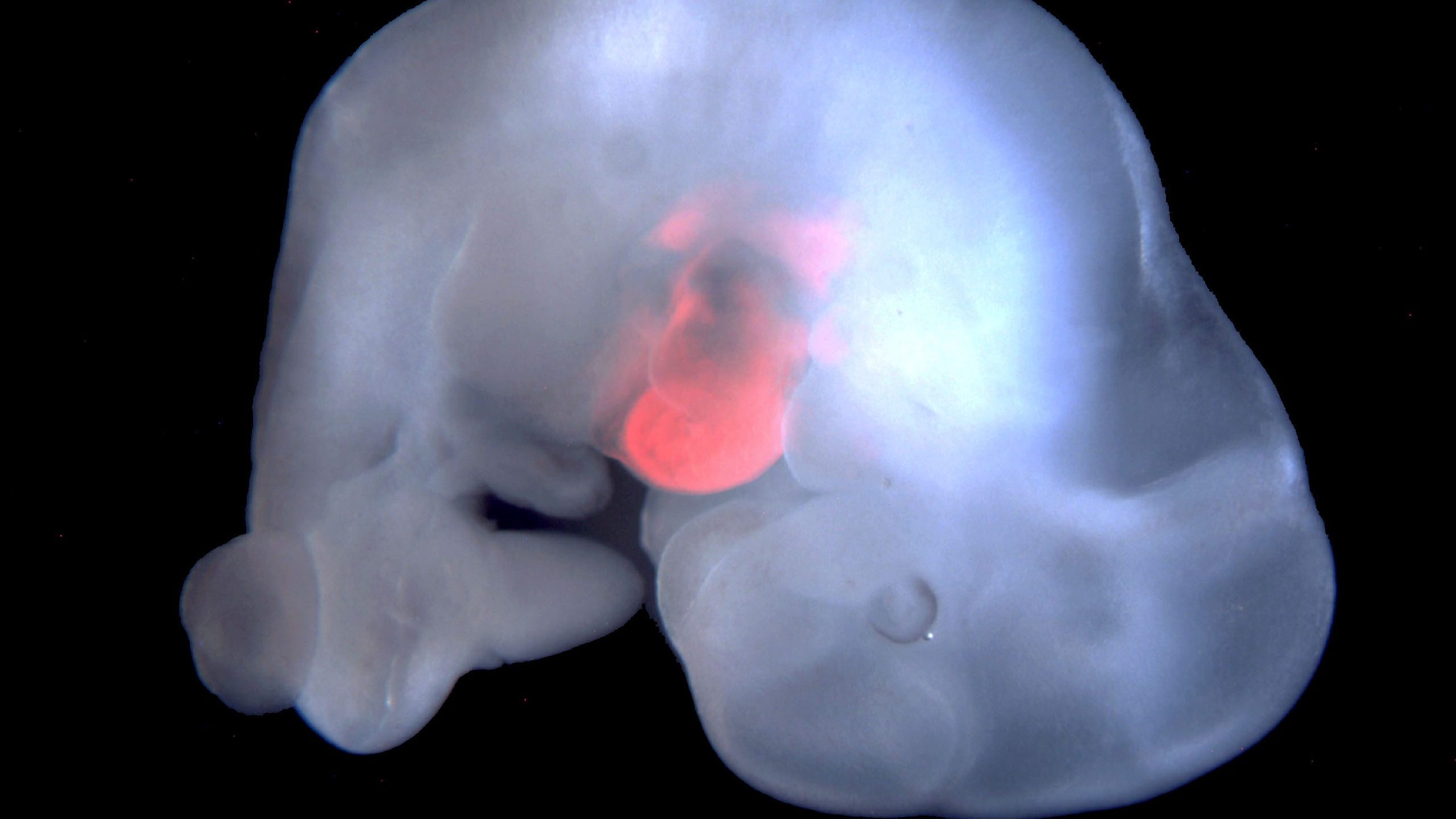 Cells derived from rat pluripotent stem cells, or PSCs, were enriched in the developing heart of a genetically modified mouse embryo. (Courtesy Salk Institute)