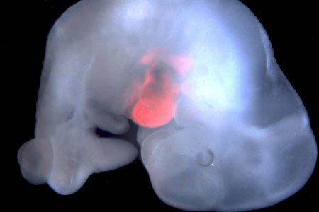 Cells derived from rat pluripotent stem cells, or PSCs, were enriched in the developing heart of a genetically modified mouse embryo. (Courtesy Salk Institute)