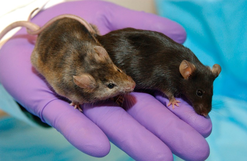 (Media for Medical/UIG via Getty Images) 