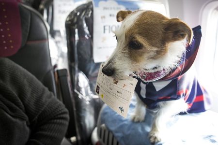 JFK Has Its Own Animal Terminal Now