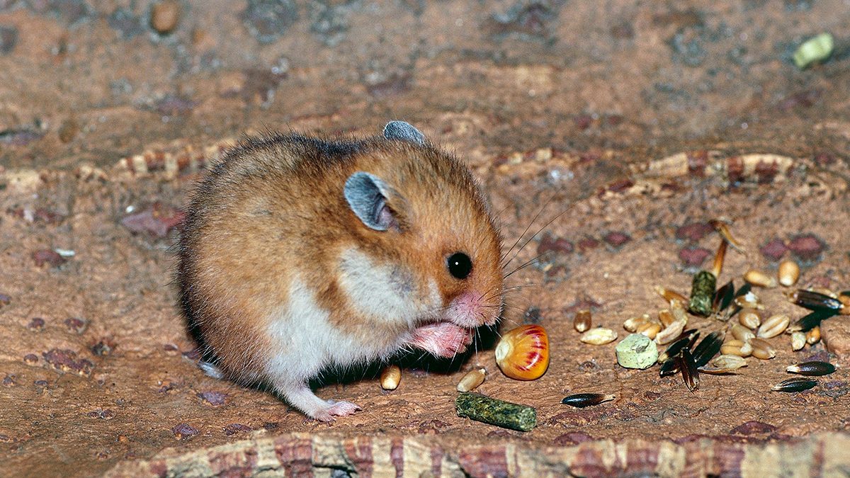 Wild Hamsters Turning Into Cannibals