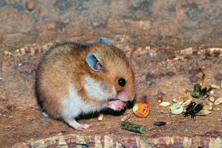 Wild Hamsters Turning Into Cannibals