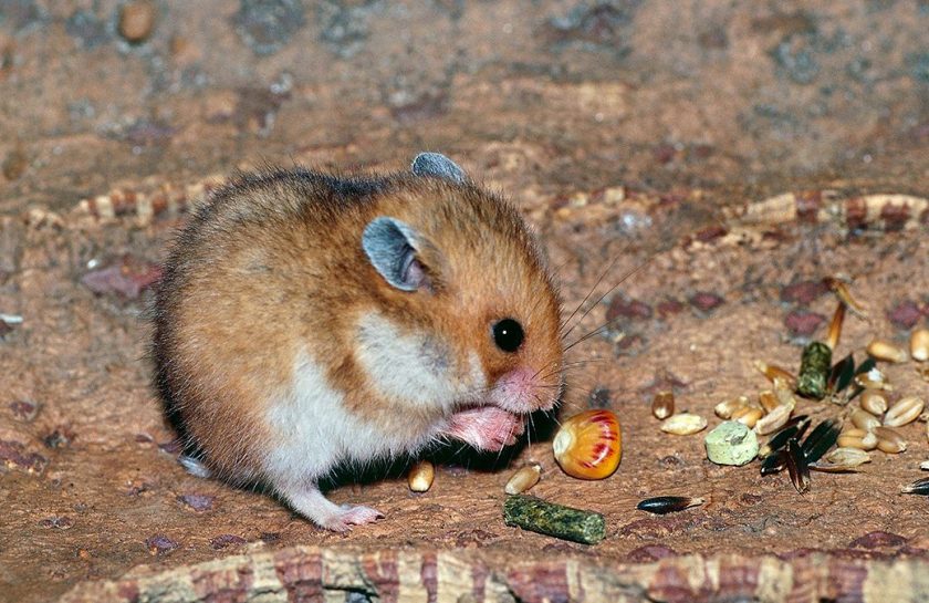 Wild Hamsters Turning Into Cannibals