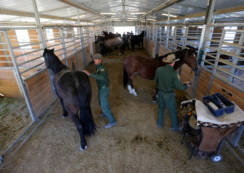 U.S. Border Patrol agents prepare their horses for patrol at their station in Boulevard, California, U.S., November 14, 2016. (Mike Blake/Reuters) 