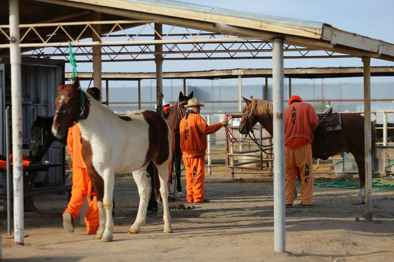 Inmates tend to horses as part of the Wild Horse Inmate Program (WHIP) at Florence State Prison in Florence, Arizona, U.S., December 2, 2016. (Mike Blake/Reuters) 