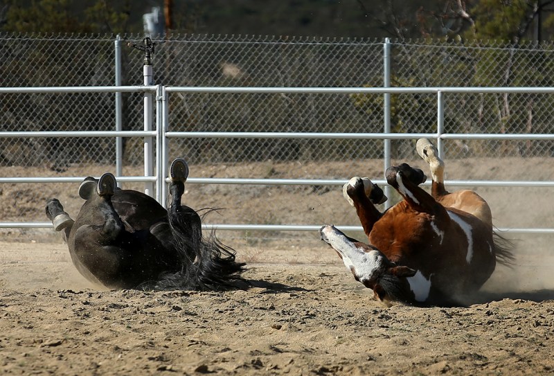 U.S. Border Patrol horses Hollywood (L) and Apache roll in the dirt at their patrol station in Boulevard, California, U.S November 12, 2016. (Mike Blake/Reuters) 