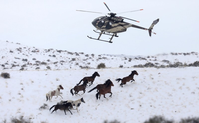 Wild horses are herded into corrals by a helicopter during a Bureau of Land Management round-up outside Milford, Utah, U.S., January 7, 2017. (Jim Urquhart/Reuters) 
