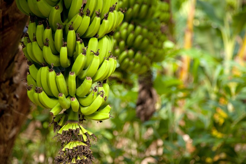 Organic bananas on tree.(Getty Images)