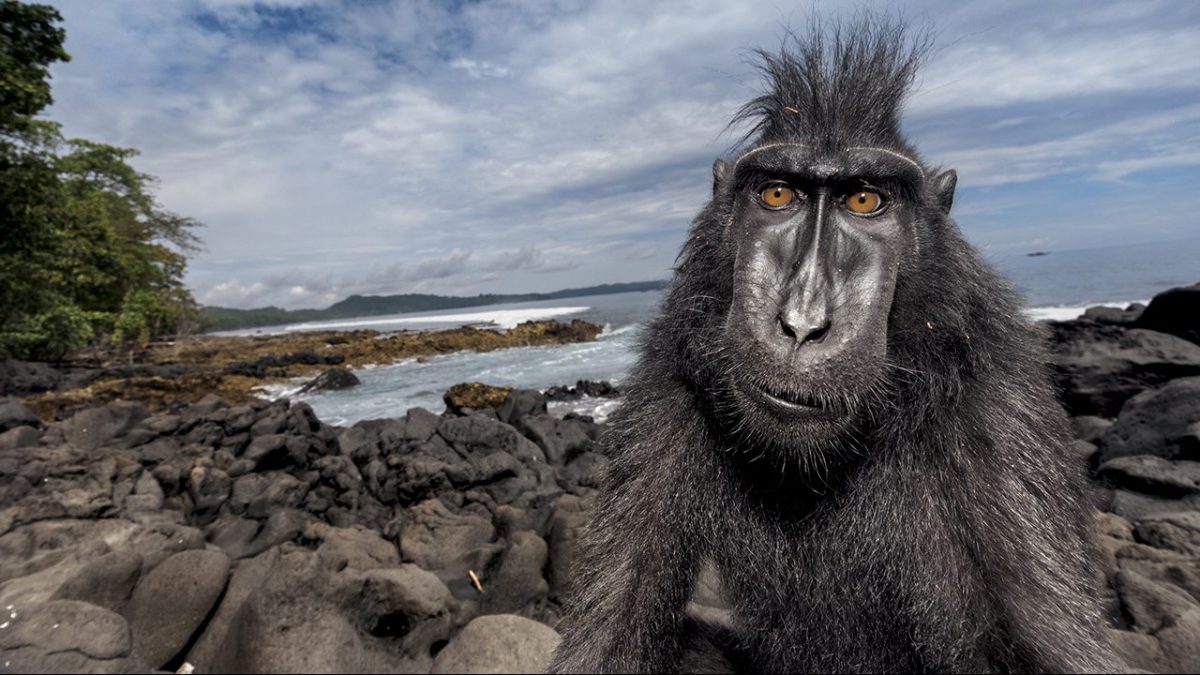 A crested black macaque hangs out beachside in a nature reserve on Sulawesi. In studying these intriguing monkeys, known locally as yaki, scientists are learning how their social structure illuminates human behavior. (Stefano Unterthiner/National Geographic)